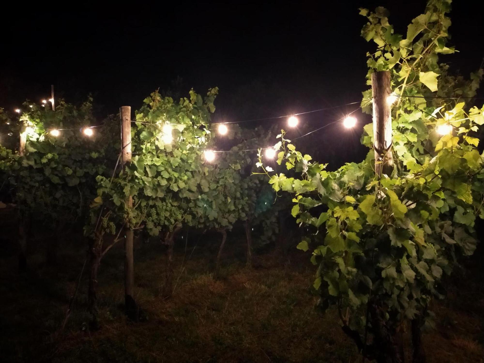 Agritur Verderame Trento Exterior photo