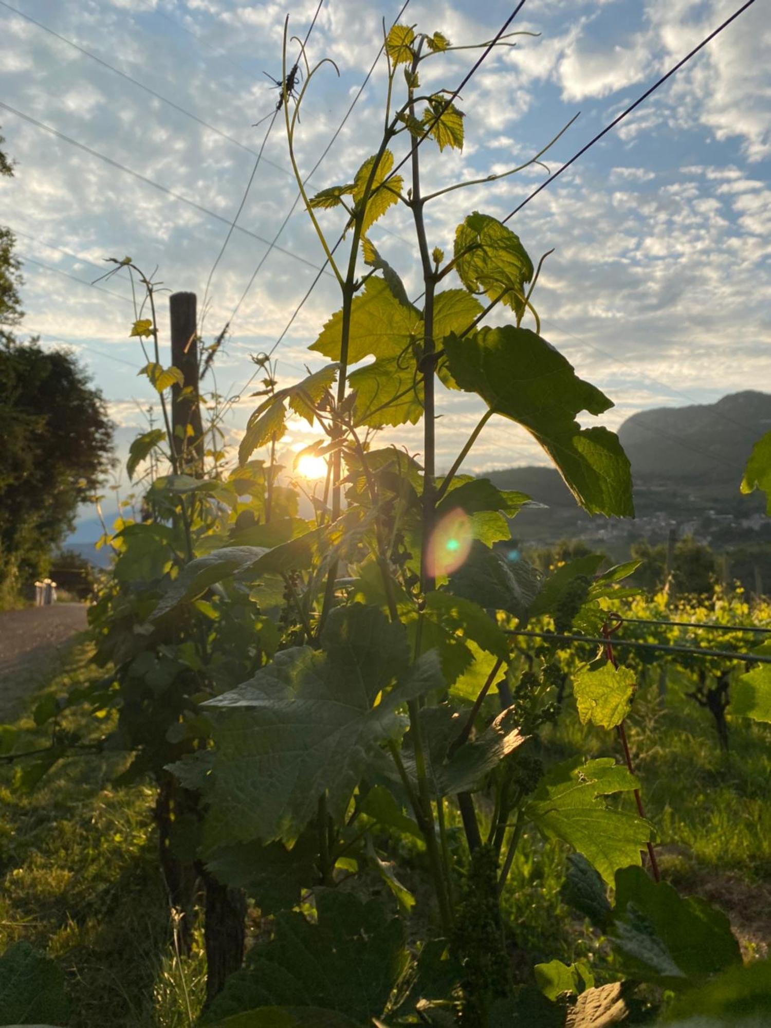 Agritur Verderame Trento Exterior photo